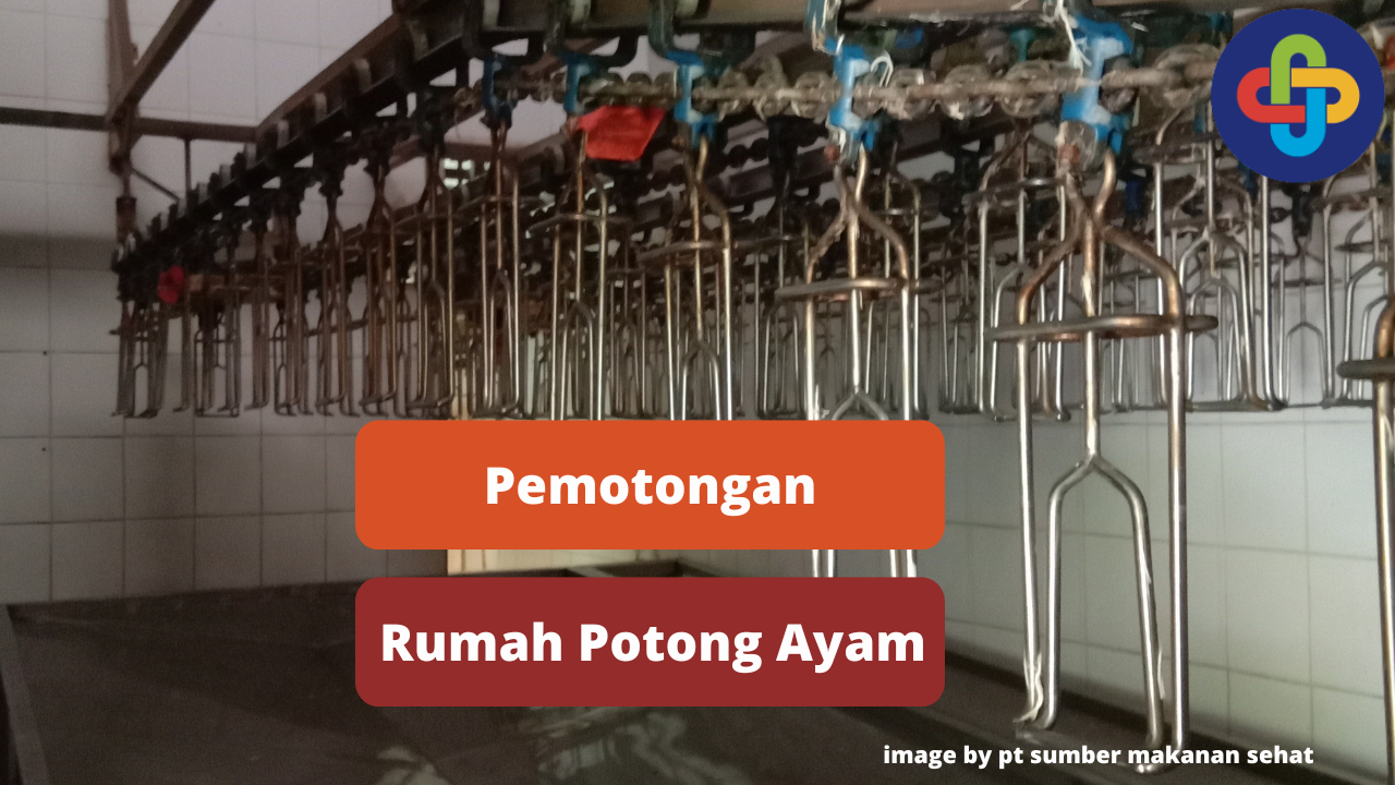 Berikut 7 Tahapan Pemotongan Ayam di Rumah Potong Ayam